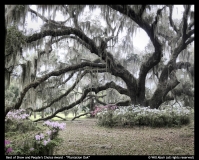 Best-of-Show-and-Peoples-Choice-Award-Plantation-Oak-by-Will-Abair