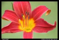 Daylily-Delight-by-Debbie-LeCrone