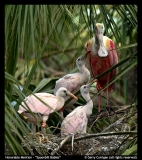 HM-Spoonbill-Babies-by-Gerry-Corrigan