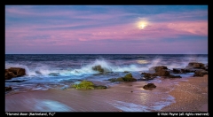 Harvest-Moon-Marineland-FL-by-Vicki-Payne