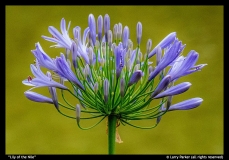 Lily-of-the-Nile-by-Larry-Parker