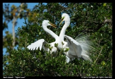 MA-Egret-Love-by-Gerry-Corrigan