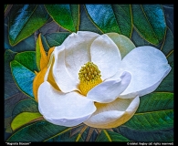 Magnolia-Blossom-by-Adelet-Kegley