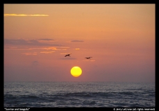 Sunrise-and-Seagulls-by-Jerry-LeCrone