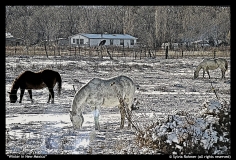 Winter-in-New-Mexico-by-Sylvia-Rohmer