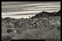 Joshua-Tree-Splendor-by-Stephanie-Salkin