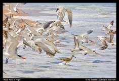 Bill-Sweeters-Royal-Terns-in-Flight