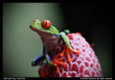 Michele-Sweeters-Red-Eyed-Frog-Costa-Rica