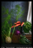 1st-Place-Fennel-and-Kohlrabi-by-Janet-Bernardini