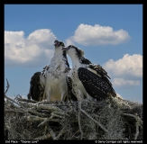 2nd-Place-Osprey-Love-by-Gerry-Corrigan