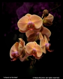 A-Bunch-of-Orchids-by-Neala-McCarten