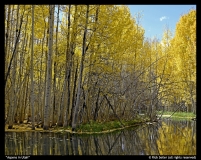 Aspens-in-Utah-by-Rick-Seiler