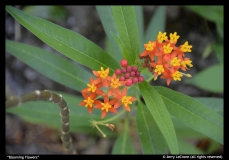 Blooming-Flowers-by-Jerry-LeCrone