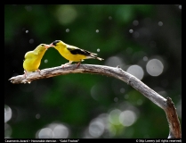 Casements-Award-HM-Gold-Finches-by-Skip-Lowery