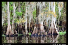 Fall-Intra-Coastal-by-Trish-Hale