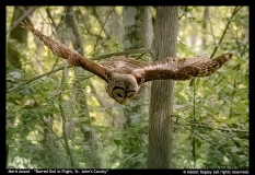 MA-Barred-Owl-in-Flight-St.-Johns-County-by-Adelet-Kegley