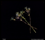 Thistles-by-Carol-Chapin