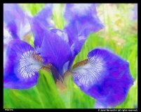 Janet-Bernardini-Wild-Iris