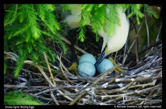 Michele-Sweeters-Snowy-Egret-Rolling-Eggs