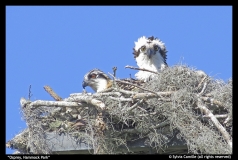 SyIvia Camille-Osprey, Hammock Park, OB